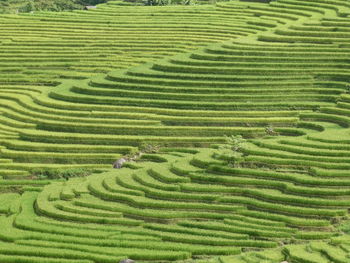 Full frame shot of agricultural field