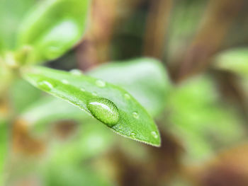 Close-up of wet plant leaves