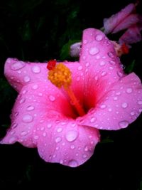 Close-up of water drops on pink flower