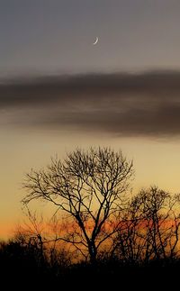 Silhouette bare tree against orange sky