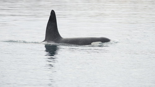 Killer whale swimming in sea