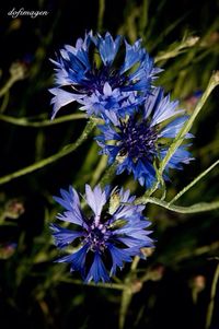 Close-up of purple flowers blooming