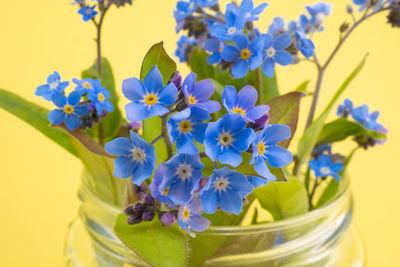 Close-up of purple flowering plant