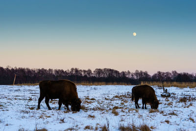 Bison on snow covered field against sky