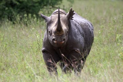 Close-up portrait of rhinoceros walking in forest