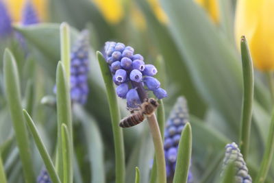 Close-up of bee on purple flowers