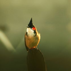 Close-up of bird perching on plant