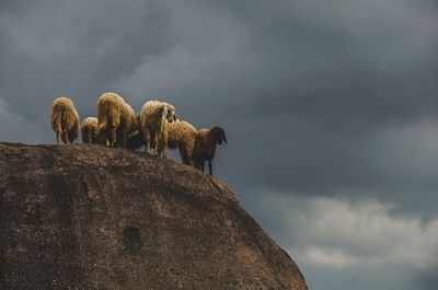 Low angle view of giraffe on rock against sky