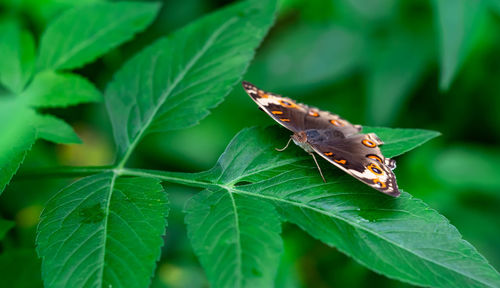 Close-up of butterfly on leaves