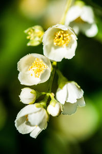 Close-up of white flowering plant