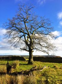 Tree on field against sky