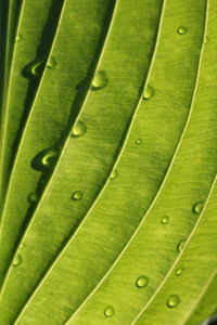 Full frame shot of wet leaf
