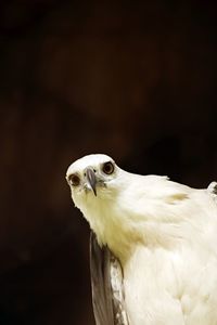 Close-up of white bird