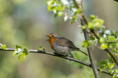 Close-up of bird perching on tree