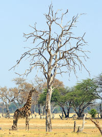 View of dead tree  with giraffe on field against sky