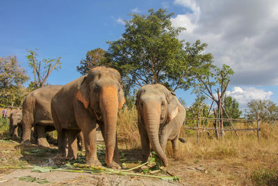 indian elephant