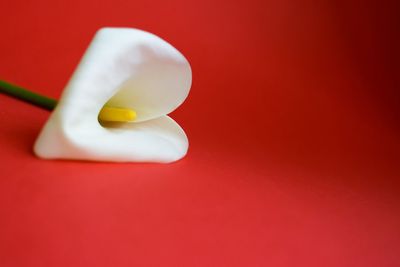 High angle view of white table against red background