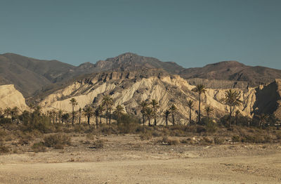 Landscape of tabernas desert, almeria, spain, with palm trees