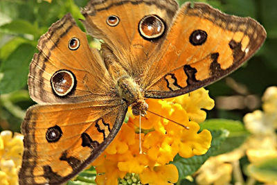 Close-up of butterfly on flower