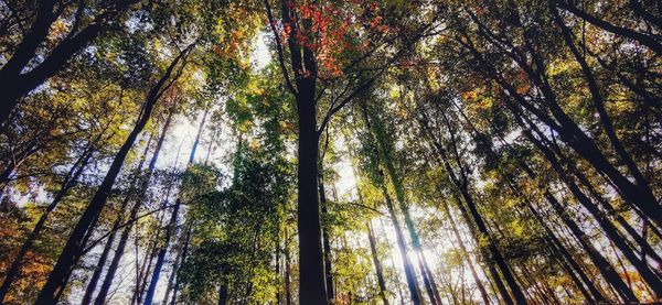 Low angle view of trees in forest