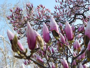 Low angle view of pink flowering tree