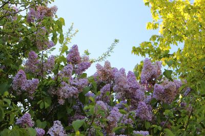 Low angle view of flower tree against sky