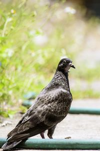 Close-up of pigeon perching