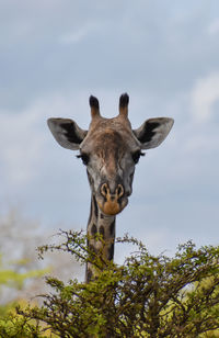 Close-up of donkey against sky