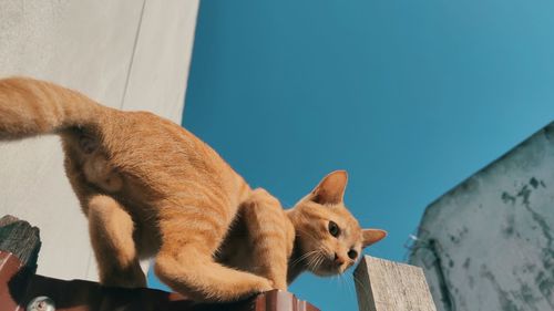 Close-up of a cat