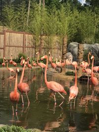 Flock of birds in lake