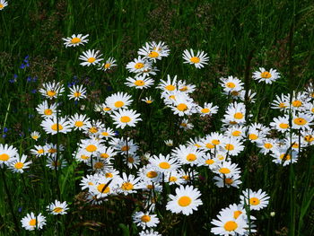 High angle view of white daisy flowers