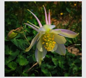 Close-up of flower blooming outdoors