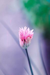 Close-up of pink flower