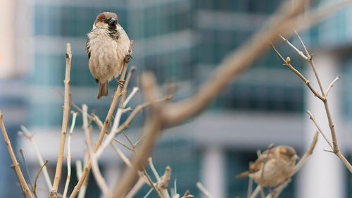 Close-up of bird perching on dead plant