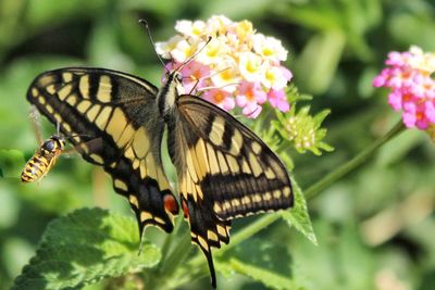 Close-up of butterfly perching on plant