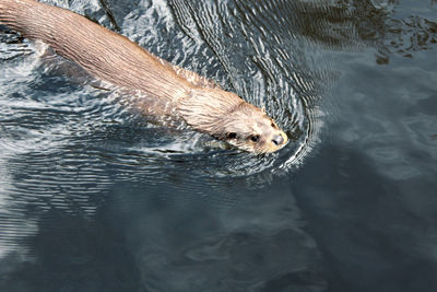 Otter swimming in blue water