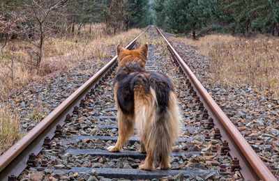 Rear view of dog on railway tracks