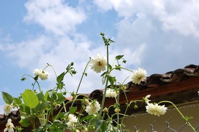 Close-up of flowers blooming against sky