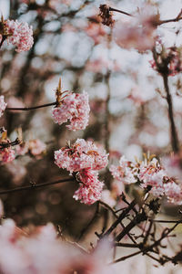 Close-up of pink cherry blossoms in spring