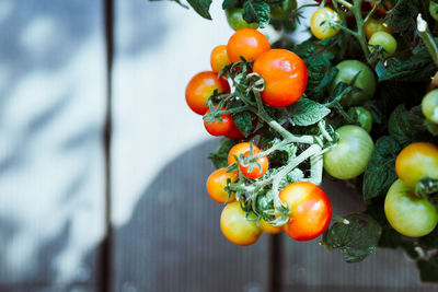 Close-up of tomatoes on plant