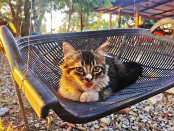 Portrait of cat sitting on seat
