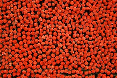 High angle view of red cactus flowers