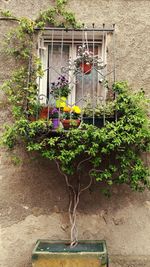 Potted plants hanging in greenhouse