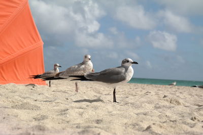 Seagulls looking away on sunny beach