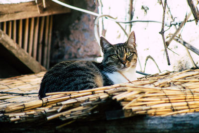 Portrait of a cat resting