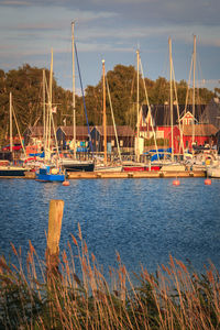 Sailboats moored in harbor