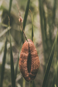 Close-up of fresh plant