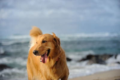 Close-up of dog in sea against sky
