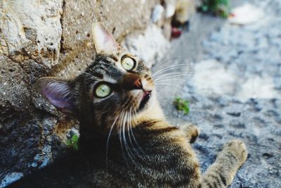 Close-up portrait of a cat