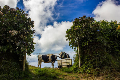 Cows on field against sky